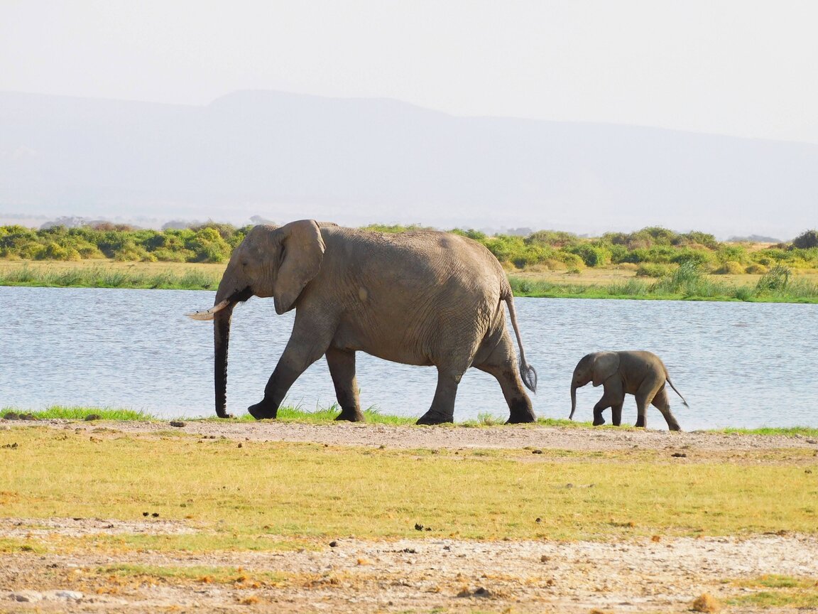 elephant_calf_amboseli