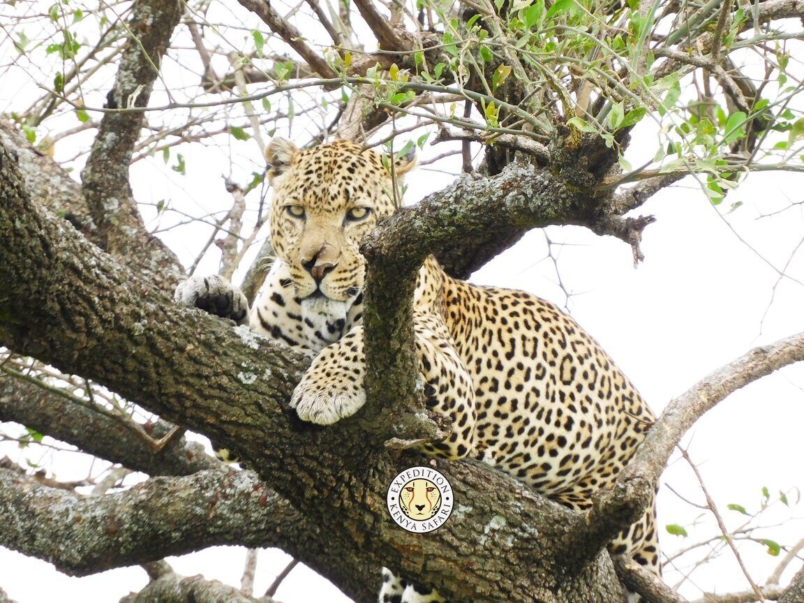 leopard_split_nose_masai_mara