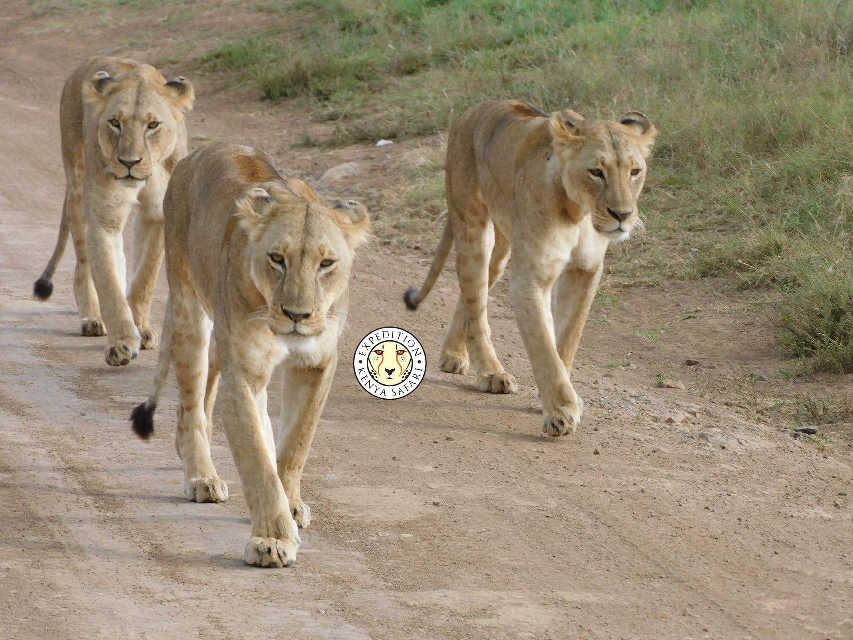 lions nairobi national park