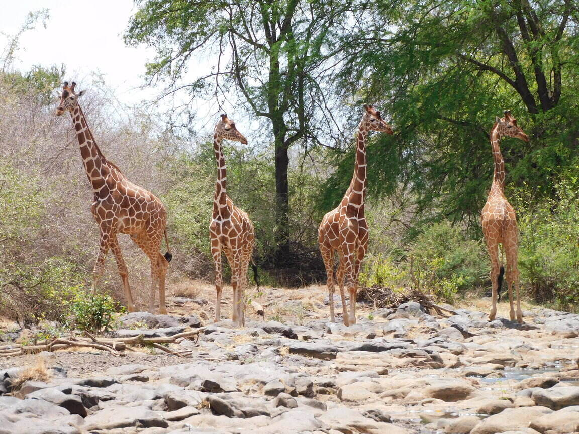 reticulated giraffe meru national park